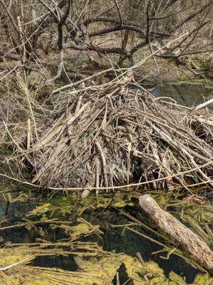 Beaver lodge