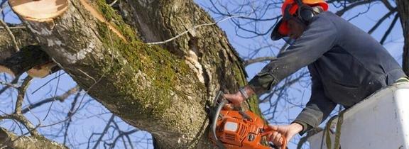 Action Tree Care