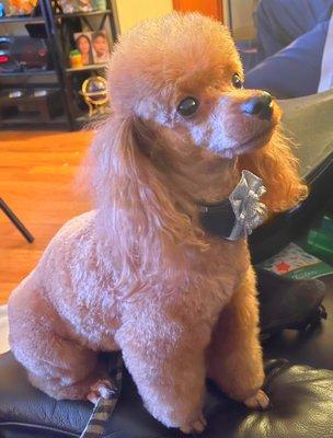 This is Cinnamon after his grooming apt. He loved it (as did his mommy)& looks awesome. Stylist Stephanie is awesome!