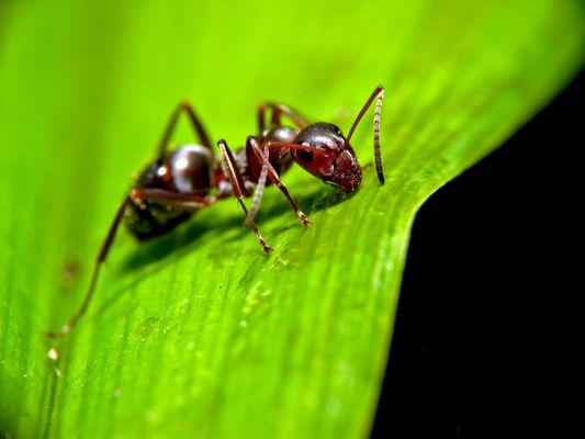 Hangtown Pest Control