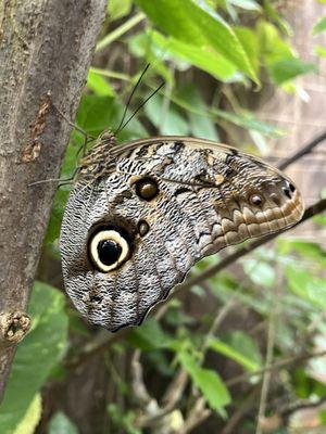 Stunning butterfly