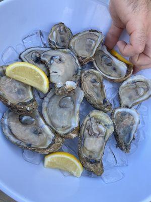 Fresh Chesapeake Oysters