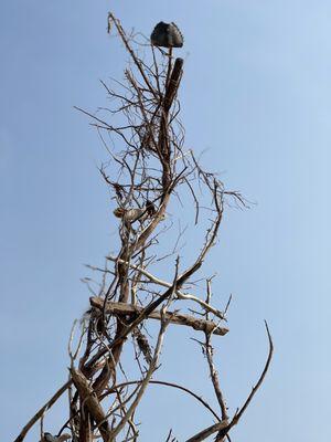 Tower on the beach made of limbs topped with a horseshoe crab shell