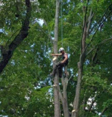 Maine Tree Guy