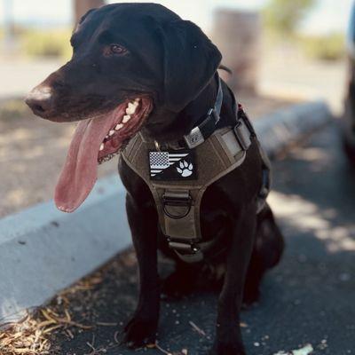 King 1yr Chocolate Labrador