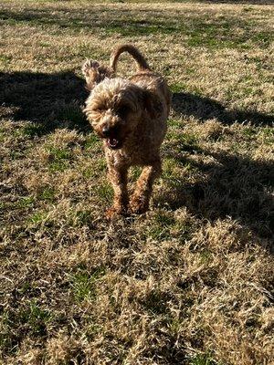 Playtime at Kickapoo Ranch Pet Resort