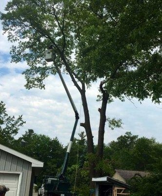 Working on another large hazardous tree removal project. This tree was over top of the clients garage, lean-to, landscaping, and fence.