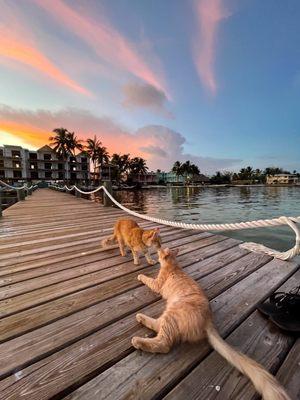 Grassy Flats house kitties keeping us company on the dock