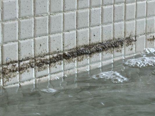 La fitness doing what they do best. Nothing. Mold and mildew build up in hot tub