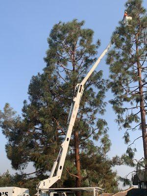 Tree trimming using bucket truck