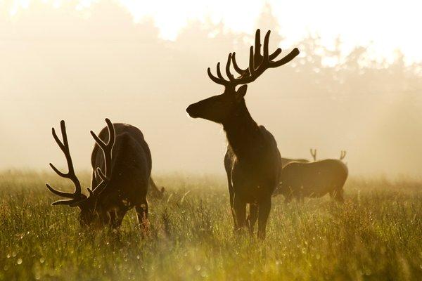 Roosevelt Elk herd on our property year-round