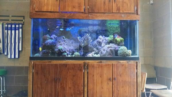 Pretty sweet saltwater tank to watch while you wait.