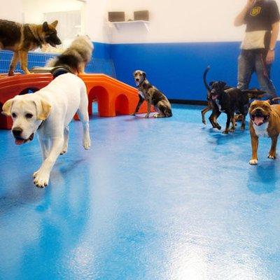 Dogy Day Care Elkridge, MD