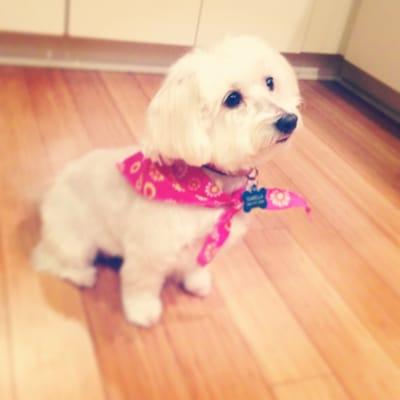 Isabella, 10-lb Havanese with a "terrier cut"