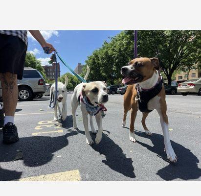 Georgie and her best buds!