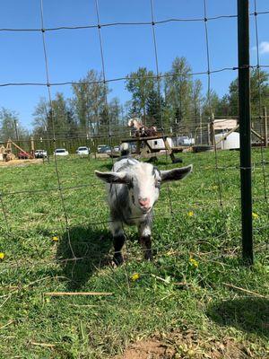 Baby goat Prince is very social