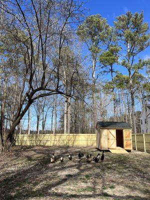 Ducks walking away from their new home!