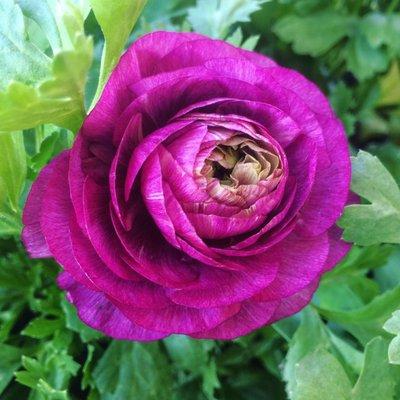 Ranunculus