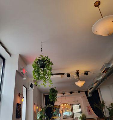 More plants, nice light fixtures, more privacy at the back tables.