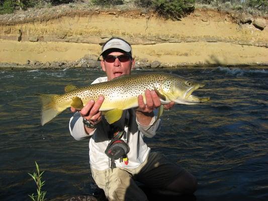 Local Brown Trout