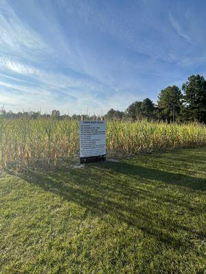 Corn Maze