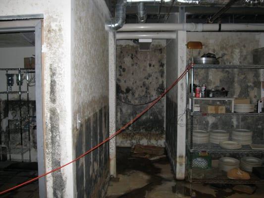 Mold testing & mold remediation