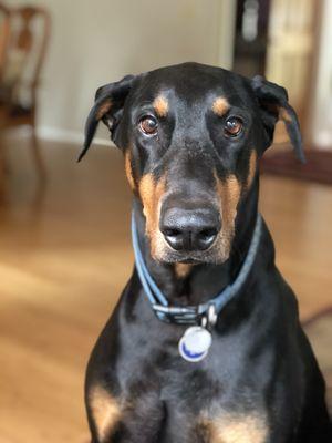 Caesar, the Best Boi, after training at K9 University with Chris and staff!!!