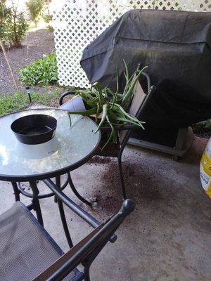 Aloe plant knocked over and left