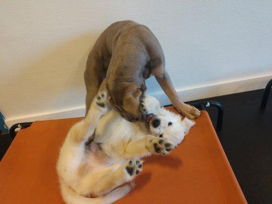 Puppy Play. Turbo and Jackson!