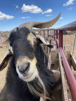 My BABY baby (250#) 2.5' horns, Elvis "The KING," Priestly.