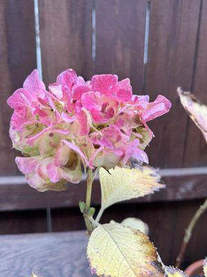 Last brilliant blush of hydrangeas- Late December