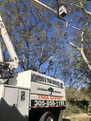 Montero's Tree Service