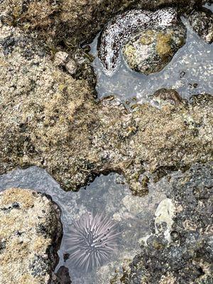 Vana on the bottom (sea urchin)