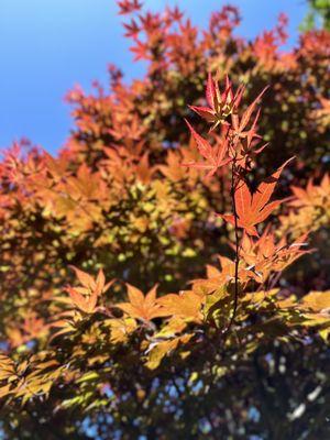 Japanese Gardens