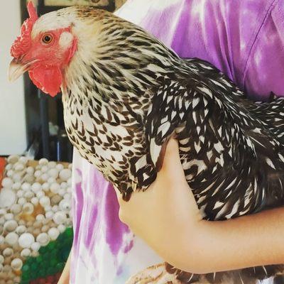 Our chickens are raised free range and lay the most wonderful eggs that are donated to families facing food insecurity in our community.