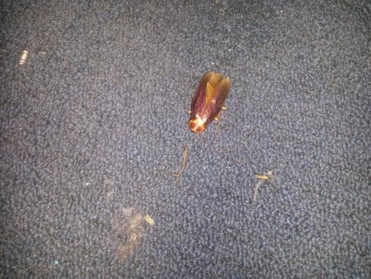 Dead roach