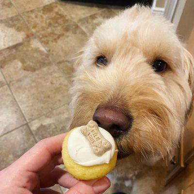 Pup cake