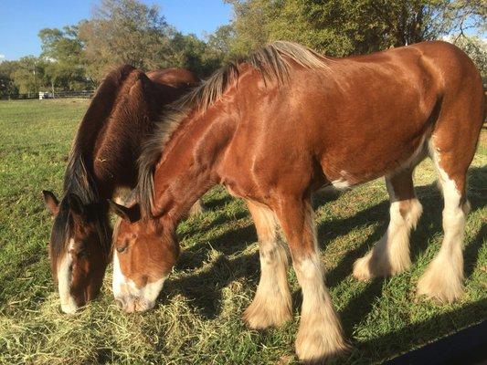 Bud & Weiser, two friendly Clydesdales