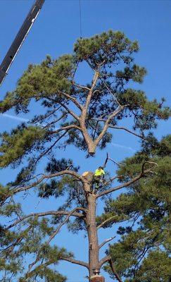 Arbor Tree Care