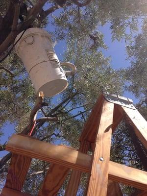 A recent valley bee swarm job, photo taken by Derek Abello, all natural organic beekeeper, owner of Abello Bees (www.abellobees.com)