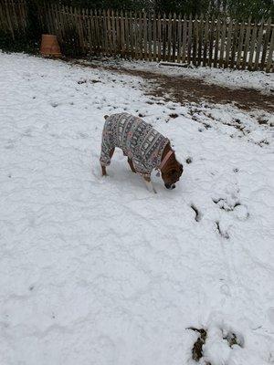 Laci all ready to play in the lovely snow.