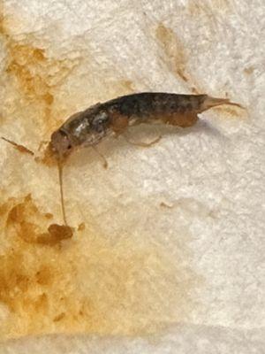 Silverfish insect on my wet burrito