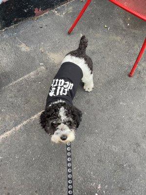 Our dog is a fan of Til Death.