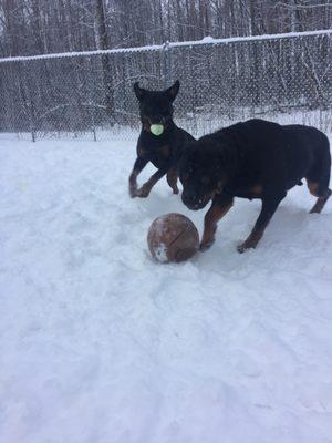 Playtime in the snow