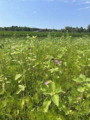 Wildflower picking - $7 for all you can fit in a bucket!