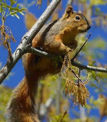 Squirrel Removal