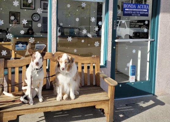 Long time customers, very well trained dogs!