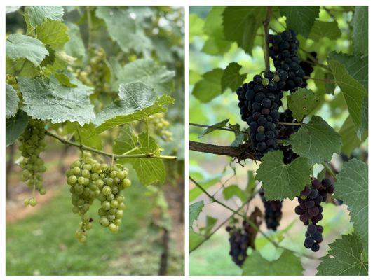 Grapes waiting to be turned to wine