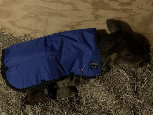 Double-insulated calf blanket