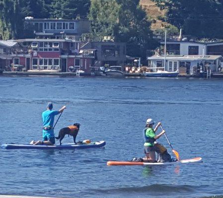 Stand Up paddlers and their dogs (8/28/21)